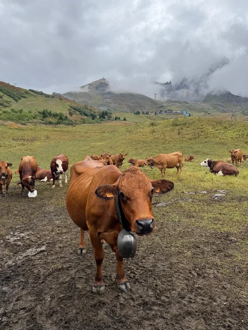 Une photo d'une vache.